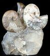 Gorgeous Hoploscaphites Ammonite Cluster - South Dakota #46866-1